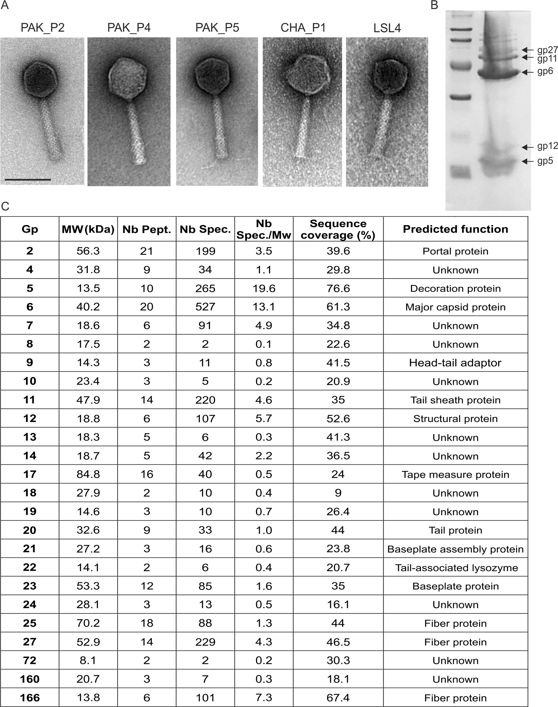 透射电子显微镜下的海洋噬菌体