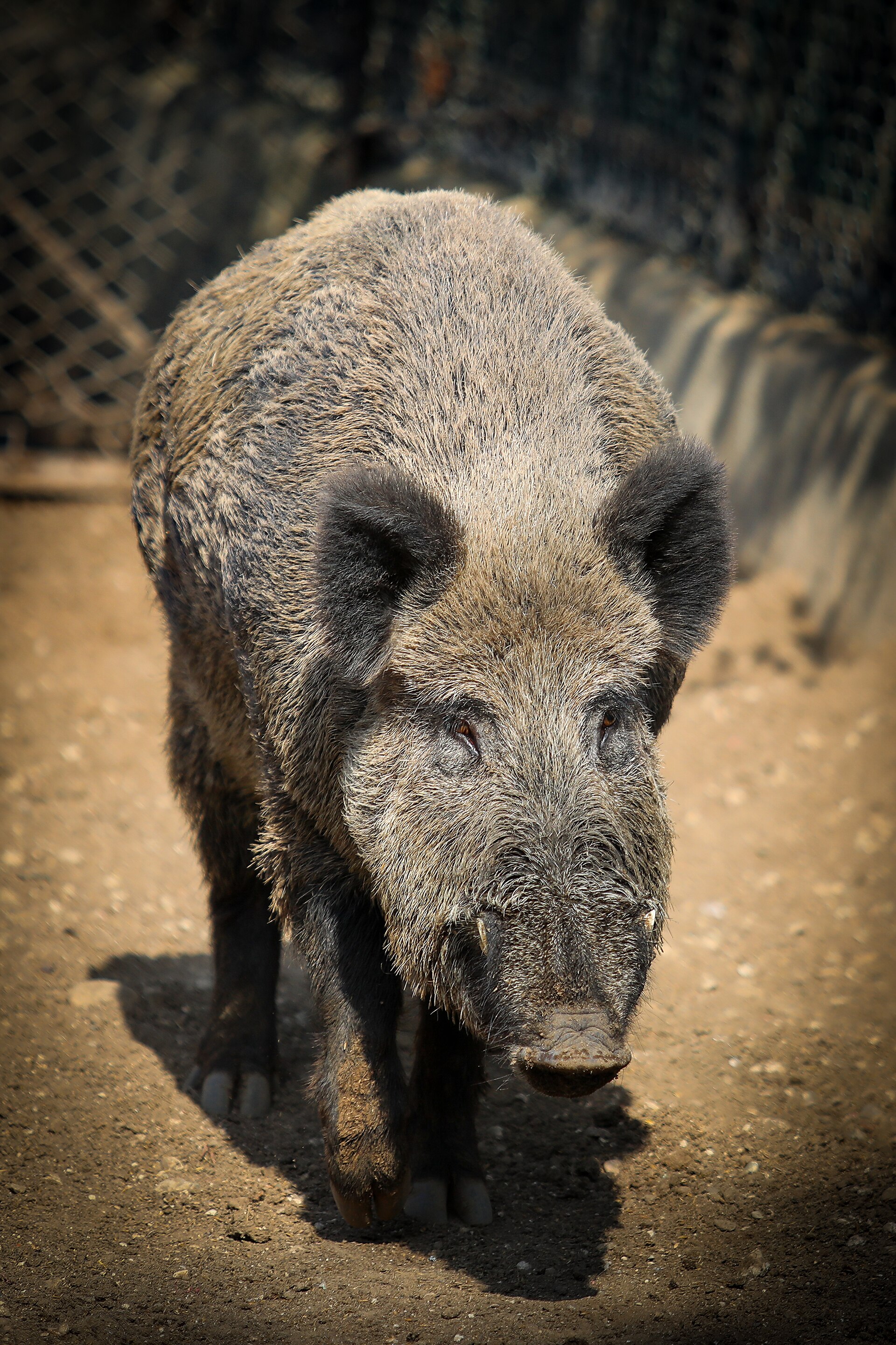 野猪（Sus scrofa）在北美森林中